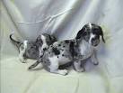 Miniature Dapple & Double-dapple Dachshunds