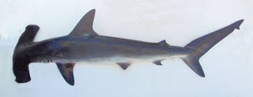 Image result for Sphyrna corona