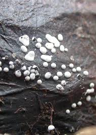 Attēlu rezultāti vaicājumam “Diderma subviridifuscum macro”