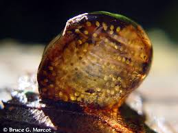 Attēlu rezultāti vaicājumam “Trichoptera egg mass”