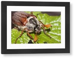 Attēlu rezultāti vaicājumam “Melolontha melolontha”