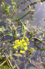 Attēlu rezultāti vaicājumam “Rorippa amphibia”