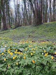 Attēlu rezultāti vaicājumam “Anemone ranunculoides flower”