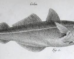 Image result for Merluccius merluccius