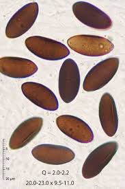 Attēlu rezultāti vaicājumam “Poronia punctata”