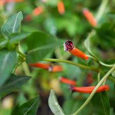 Image result for Cuphea ignea