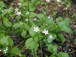 Attēlu rezultāti vaicājumam “Claytonia sibirica flower”