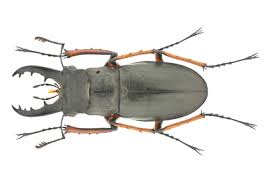 Attēlu rezultāti vaicājumam “Lucanidae”