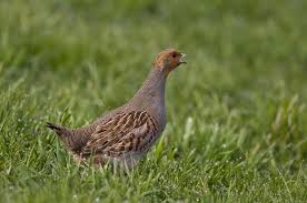 Attēlu rezultāti vaicājumam “Perdix perdix”