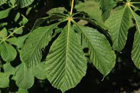 Attēlu rezultāti vaicājumam “Aesculus hippocastanum leaf”