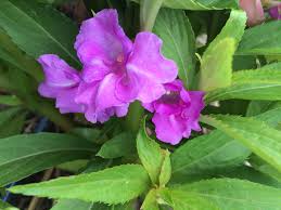 Image result for Impatiens balsamina