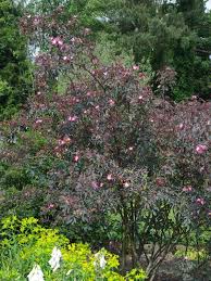 Attēlu rezultāti vaicājumam “Rosa glauca”