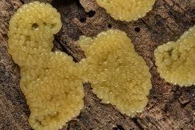 Attēlu rezultāti vaicājumam “Stemonitis lignicola macro”