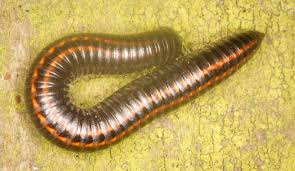 Attēlu rezultāti vaicājumam “Ommatoiulus sabulosus”