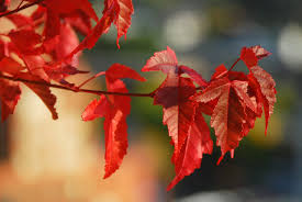 Attēlu rezultāti vaicājumam “Acer tataricum subsp. ginnala leaf”