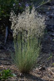 Attēlu rezultāti vaicājumam “Corynephorus canescens fruit”