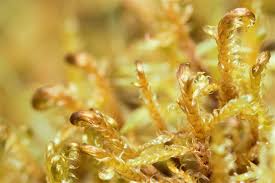 Attēlu rezultāti vaicājumam “Hamatocaulis vernicosus”