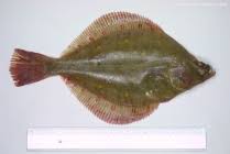 Image result for Pleuronectes platessa