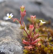 Attēlu rezultāti vaicājumam “Saxifraga tridactylites fruit”