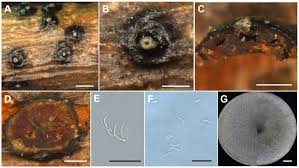 Attēlu rezultāti vaicājumam “Craterium leucocephalum var. scyphoides spores”