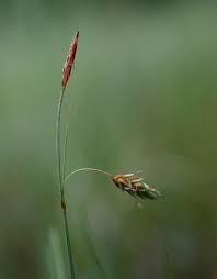 Attēlu rezultāti vaicājumam “Carex chordorrhiza”