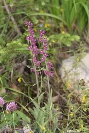 Attēlu rezultāti vaicājumam “Epipactis atrorubens”