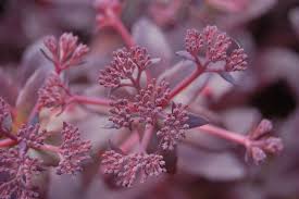 Attēlu rezultāti vaicājumam “Hylotelephium telephium flower”