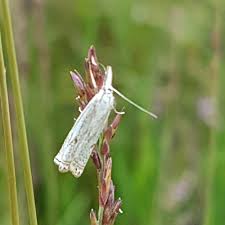 Attēlu rezultāti vaicājumam “Crambus lathoniellus”
