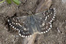 Attēlu rezultāti vaicājumam “Pyrgus serratulae upperside”