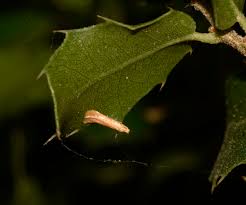 Attēlu rezultāti vaicājumam “Tischeria complanella larva”
