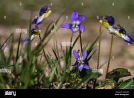Attēlu rezultāti vaicājumam “Viola canina flower”