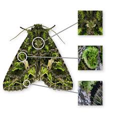 Attēlu rezultāti vaicājumam “Trachea atriplicis”