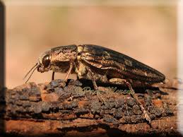 Attēlu rezultāti vaicājumam “Chalcophora mariana”