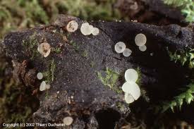 Attēlu rezultāti vaicājumam “Hymenoscyphus imberbis”