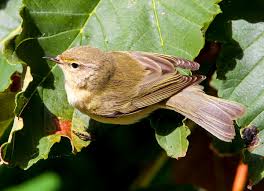 Attēlu rezultāti vaicājumam “Phylloscopus collybita”