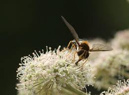 Attēlu rezultāti vaicājumam “Leucozona glaucia”