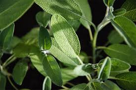 Image result for Salvie