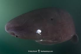 Image result for Somniosus pacificus