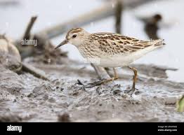 Image result for Calidris subminuta