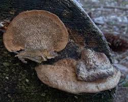 Attēlu rezultāti vaicājumam “Gloeophyllum trabeum”