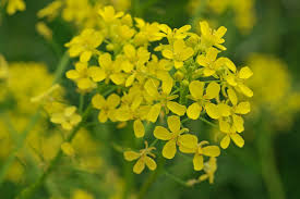 Attēlu rezultāti vaicājumam “Bunias orientalis”