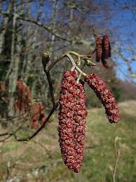 Attēlu rezultāti vaicājumam “Alnus”