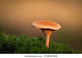 Attēlu rezultāti vaicājumam “Hygrophoropsis aurantiaca”