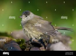 Attēlu rezultāti vaicājumam “Sylvia atricapilla male”