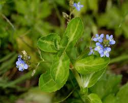 Attēlu rezultāti vaicājumam “Veronica beccabunga leaf”