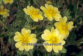 Image result for Potentilla recta