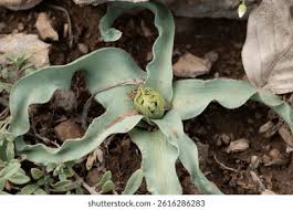 Attēlu rezultāti vaicājumam “Tragopogon pratensis subsp. pratensis leaf”