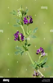 Attēlu rezultāti vaicājumam “Leguminosae”