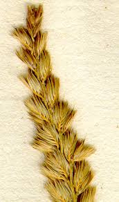 Attēlu rezultāti vaicājumam “Cynosurus cristatus”