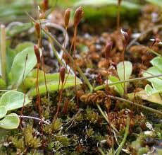Attēlu rezultāti vaicājumam “Gymnostomum calcareum”